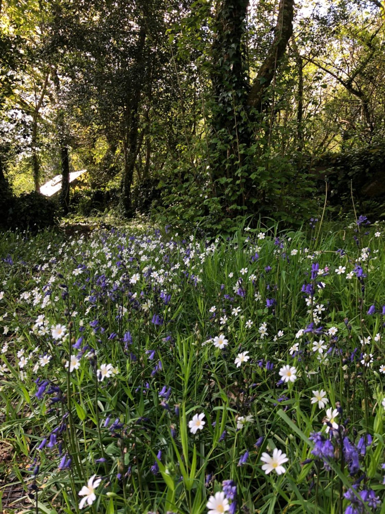 Sligo Forest Retreat Bagian luar foto